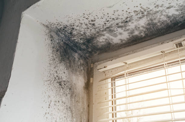 Affordable Black Mold Remediation solutions in Wilsonville, OR